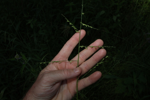 Urochloa foliosa observed 2025-12-27