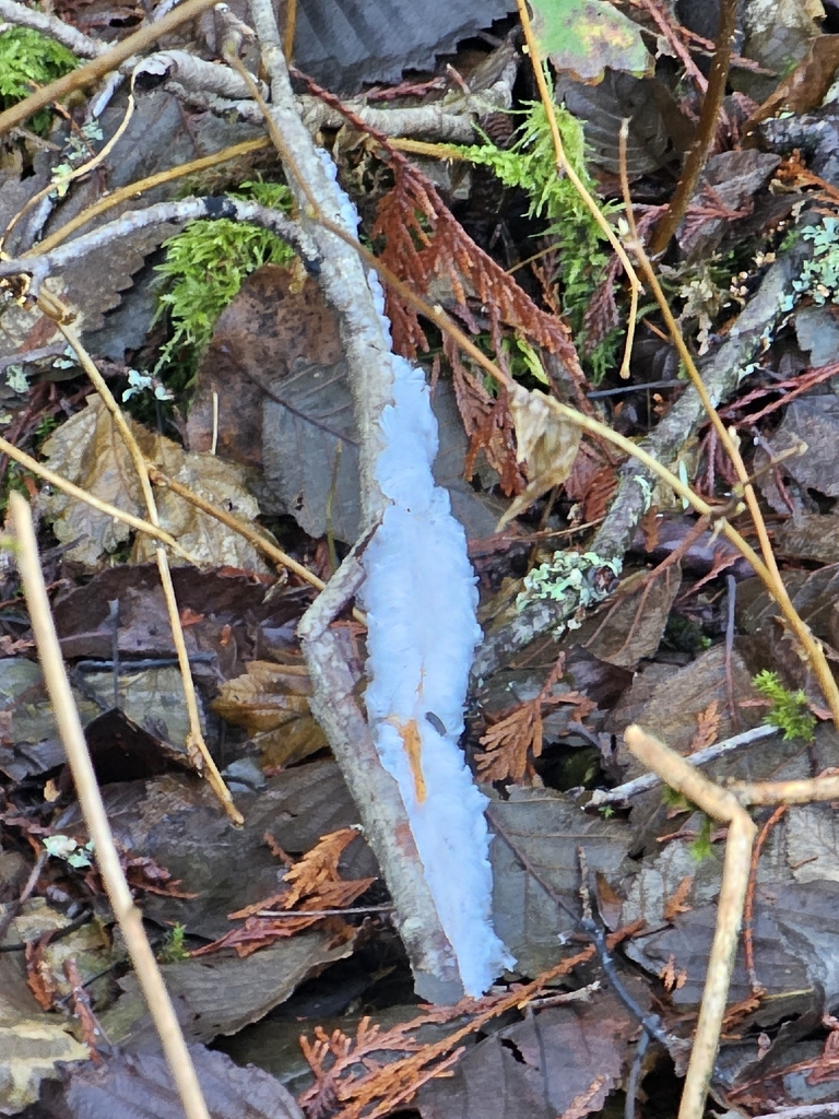 Exidiopsis effusa · December 2025 · photo: © david_dyck (iNaturalist, cc-by)