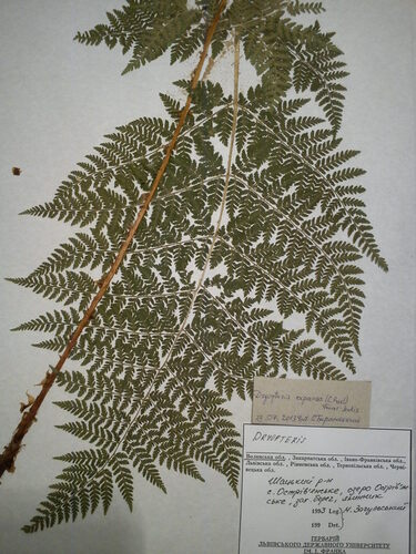 Dryopteris expansa iNat (3)