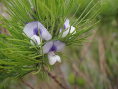 Psoralea kougaensis
