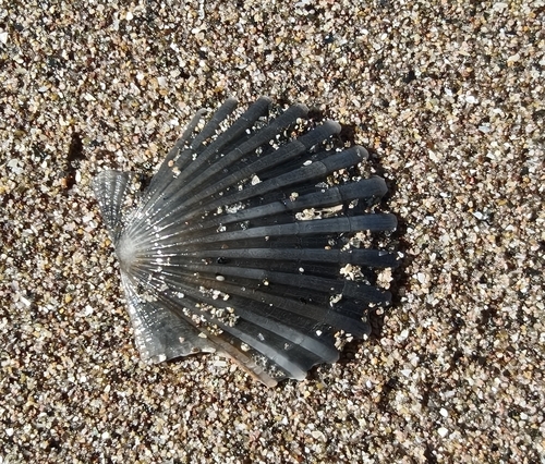 Leptopecten tumbezensis
