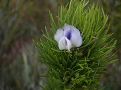 Psoralea kougaensis