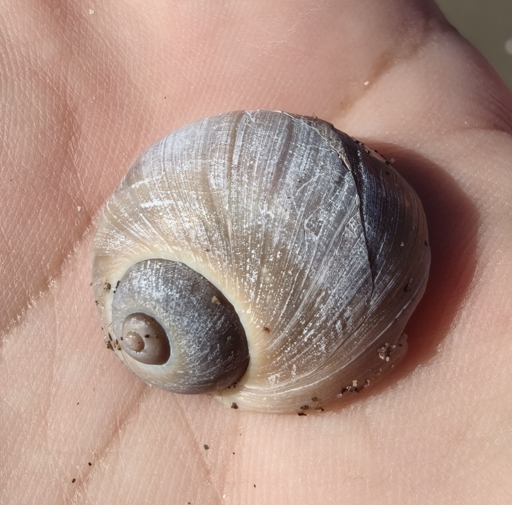 Natica lunaris