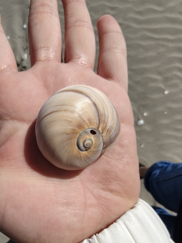 Hypterita helicoides observed 2025-12-27