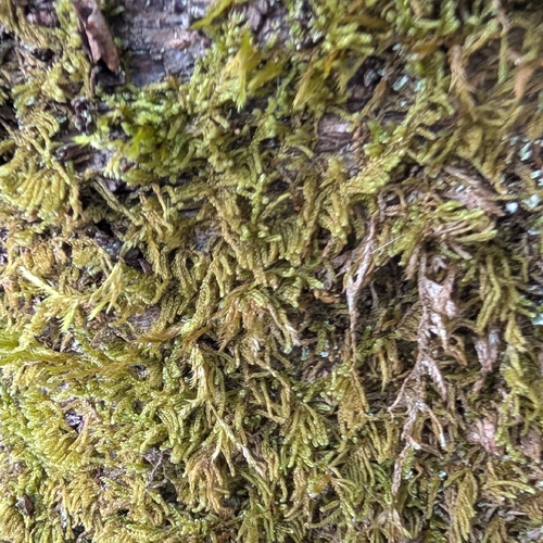 lesser plait moss (Jochenia pallescens)