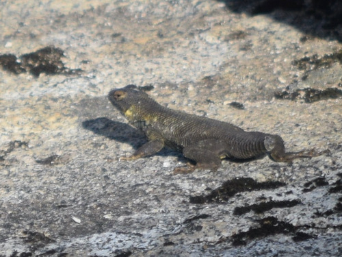 iNaturalist observation photo of Western Fence Lizard