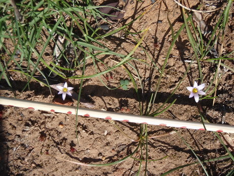 Romulea pratensis