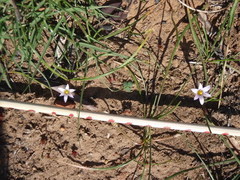 Romulea pratensis