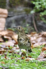 White's Thrush photo 3