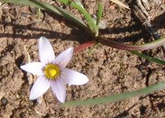 Romulea pratensis
