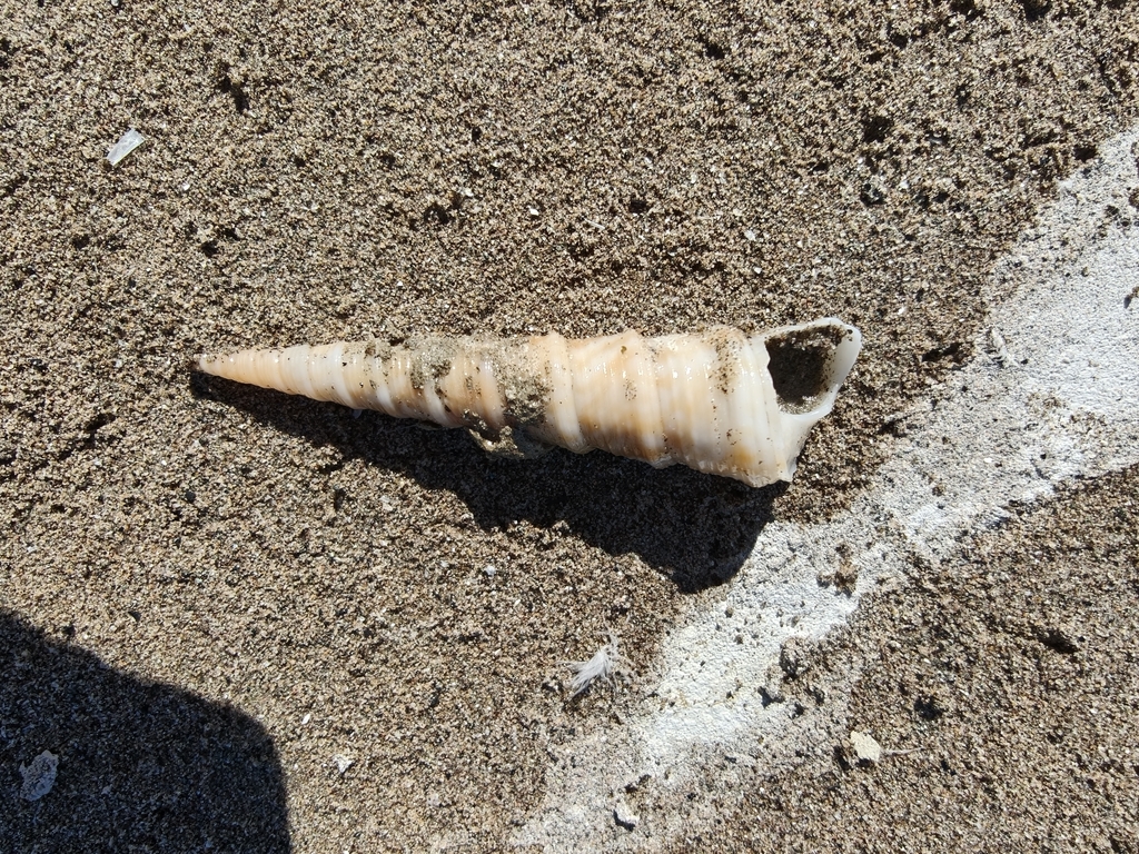 Turritella lentiginosa