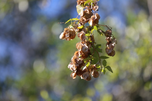 Urvillea uniloba, photograph 3