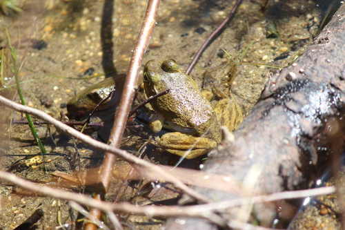 American Bullfrog