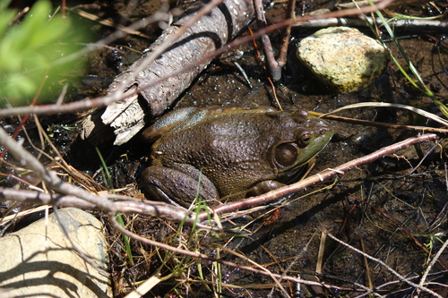 American Bullfrog
