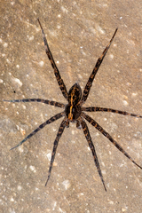 Dolomedes mizhoanus