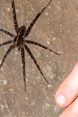 Dolomedes mizhoanus