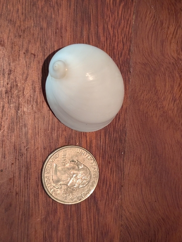 Polinices mammilla, 2025-12-26
