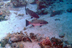Plectropomus pessuliferus