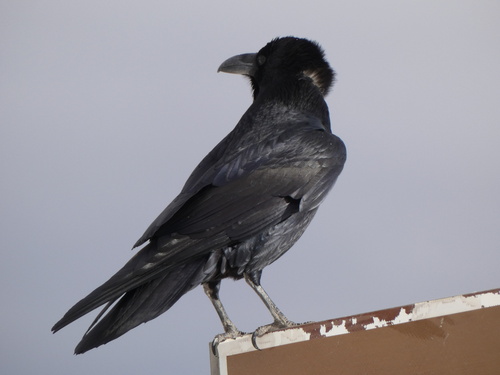 iNaturalist observation 2025-12-27