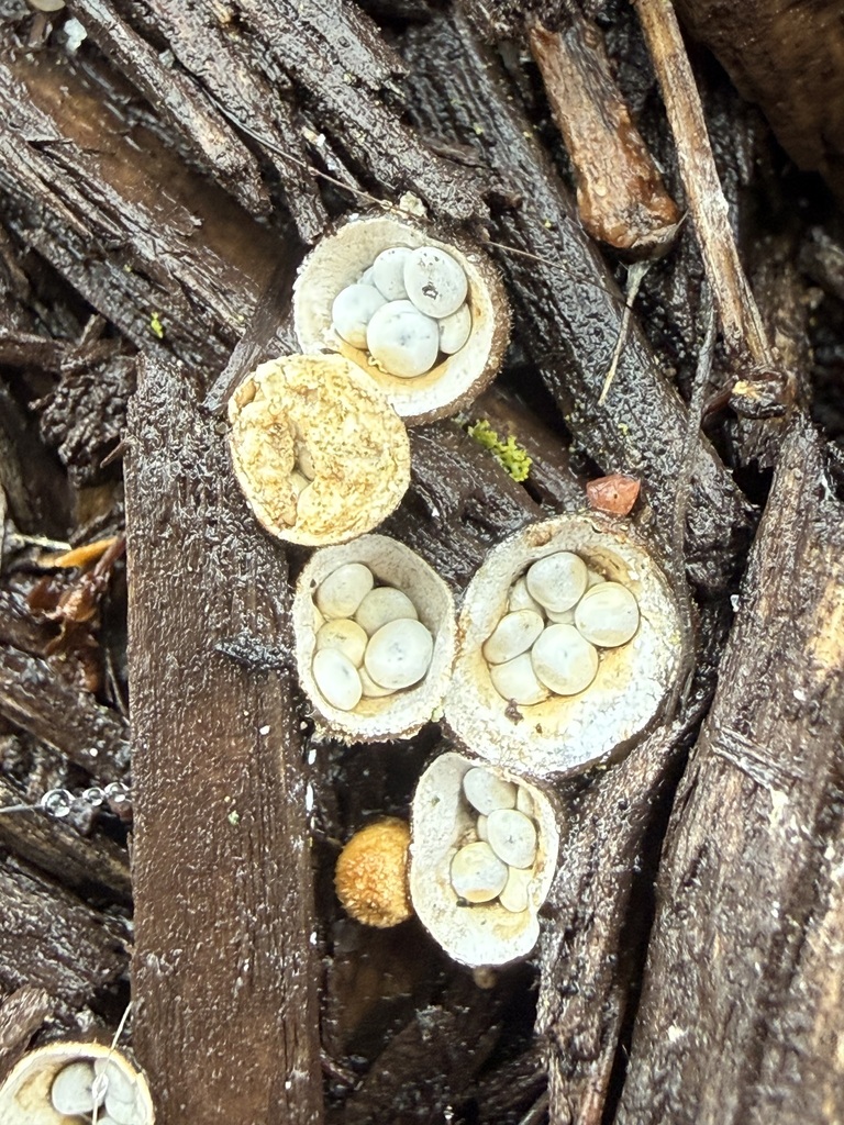 Crucibulum laeve · December 2025 · photo: © tanner-lichens-shrooms (iNaturalist, cc-by)