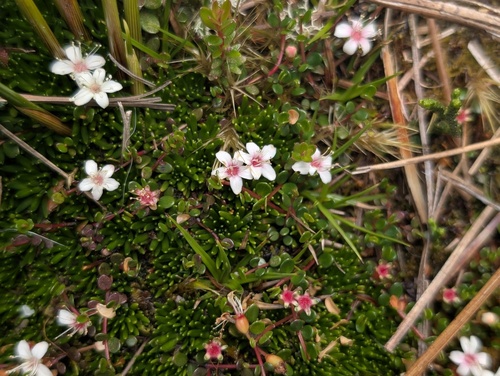 Myrteola nummularia, photograph 3