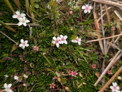 Myrteola nummularia, photograph (c) Viktor, some rights reserved (CC BY)