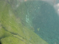 Diplodus lineatus