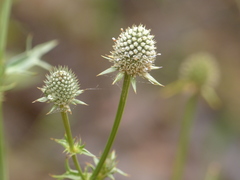 Eryngium mexiae