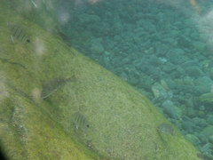Diplodus lineatus