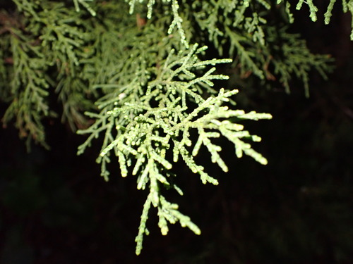 Juniperus observed 2025-12-26