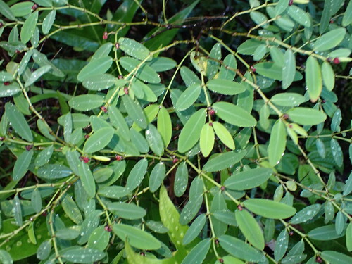 Euphorbia multiformis observed 2025-12-26