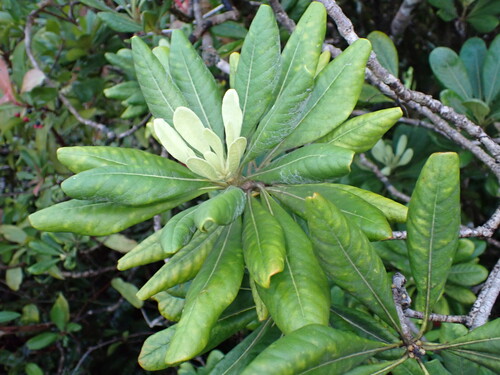 Pittosporum glabrum observed 2025-12-26