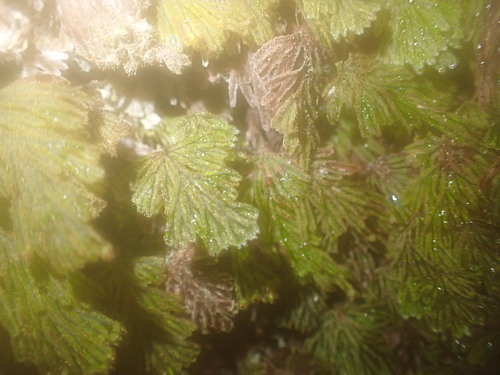 Hymenophyllum obtusum observed 2025-12-26