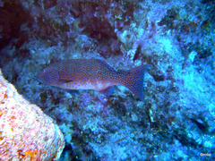 Plectropomus pessuliferus