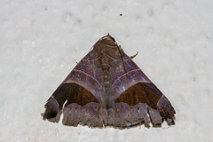Bastilla