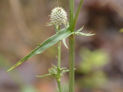 Eryngium mexiae