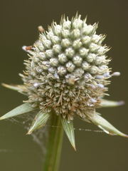 Eryngium mexiae