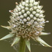 Eryngium mexiae - Photo (c) Anneke Jonker, some rights reserved (CC BY-NC), uploaded by Anneke Jonker