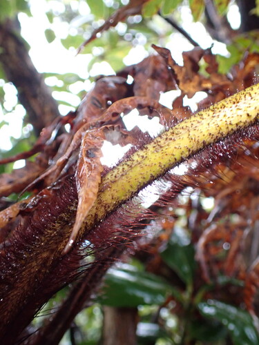 Cibotium menziesii observed 2025-12-26