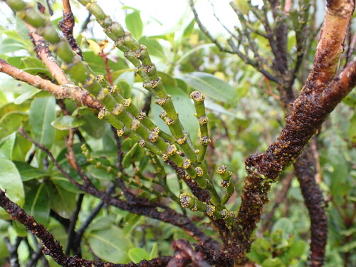 Korthalsella cylindrica observed 2025-12-26