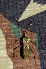 Homoeocerus angulatus