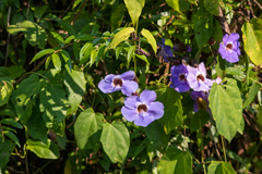 Thunbergia laurifolia