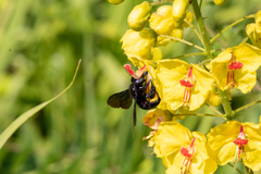 Xylocopa iridipennis