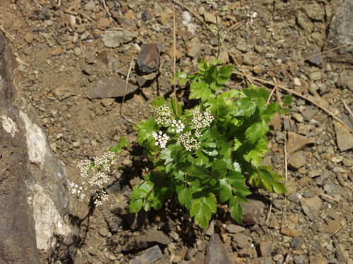 Pimpinella image