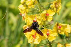 Xylocopa iridipennis
