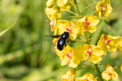 Xylocopa iridipennis