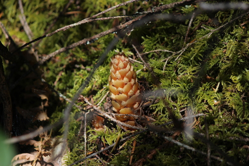 small ground-cone (Kopsiopsis hookeri)
