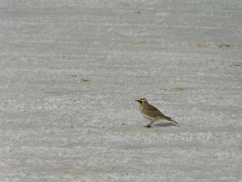 iNaturalist observation 2025-12-27