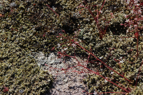 Russethair Saxifrage (Micranthes ferruginea)