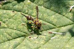 Ropalidia ornaticeps